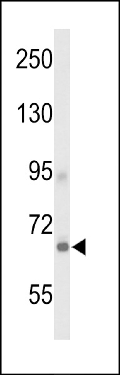 Western blot analysis of GPR133 Antibody in 293 cell line lysates (35ug/lane)
