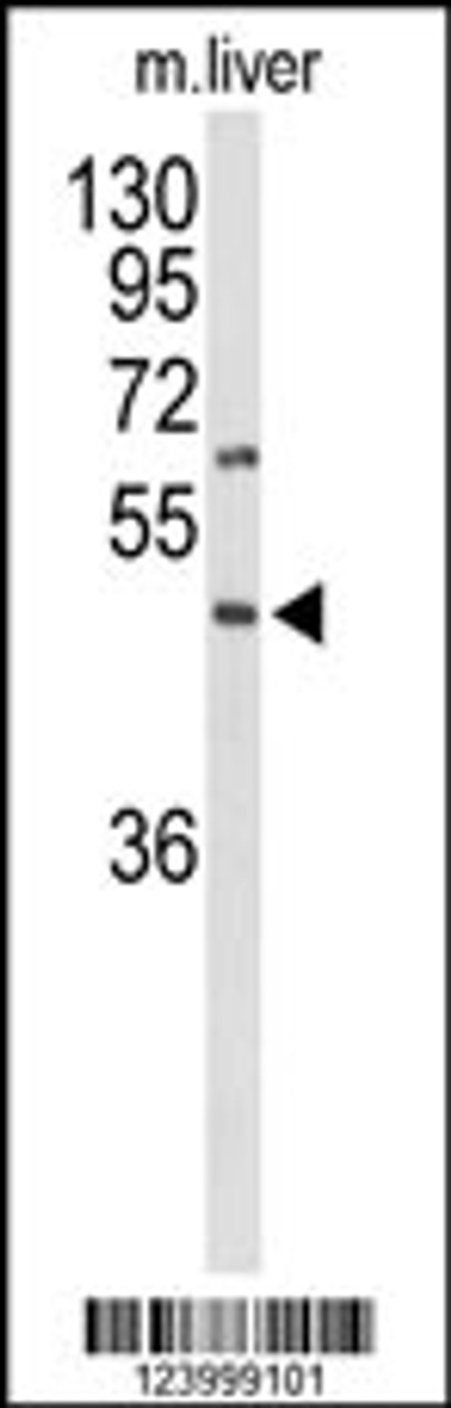 Western blot analysis of GPR160 Antibody in mouse liver tissue lysates (35ug/lane)