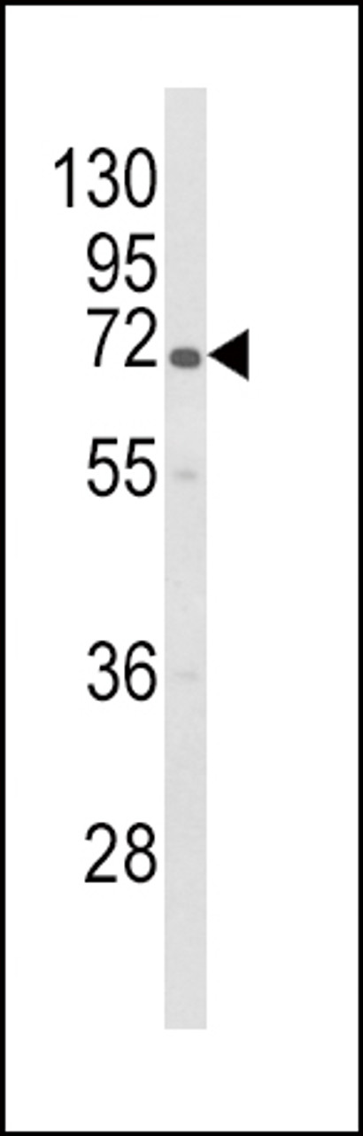Western blot analysis of GBE1 Antibody in HL-60 cell line lysates (35ug/lane) .