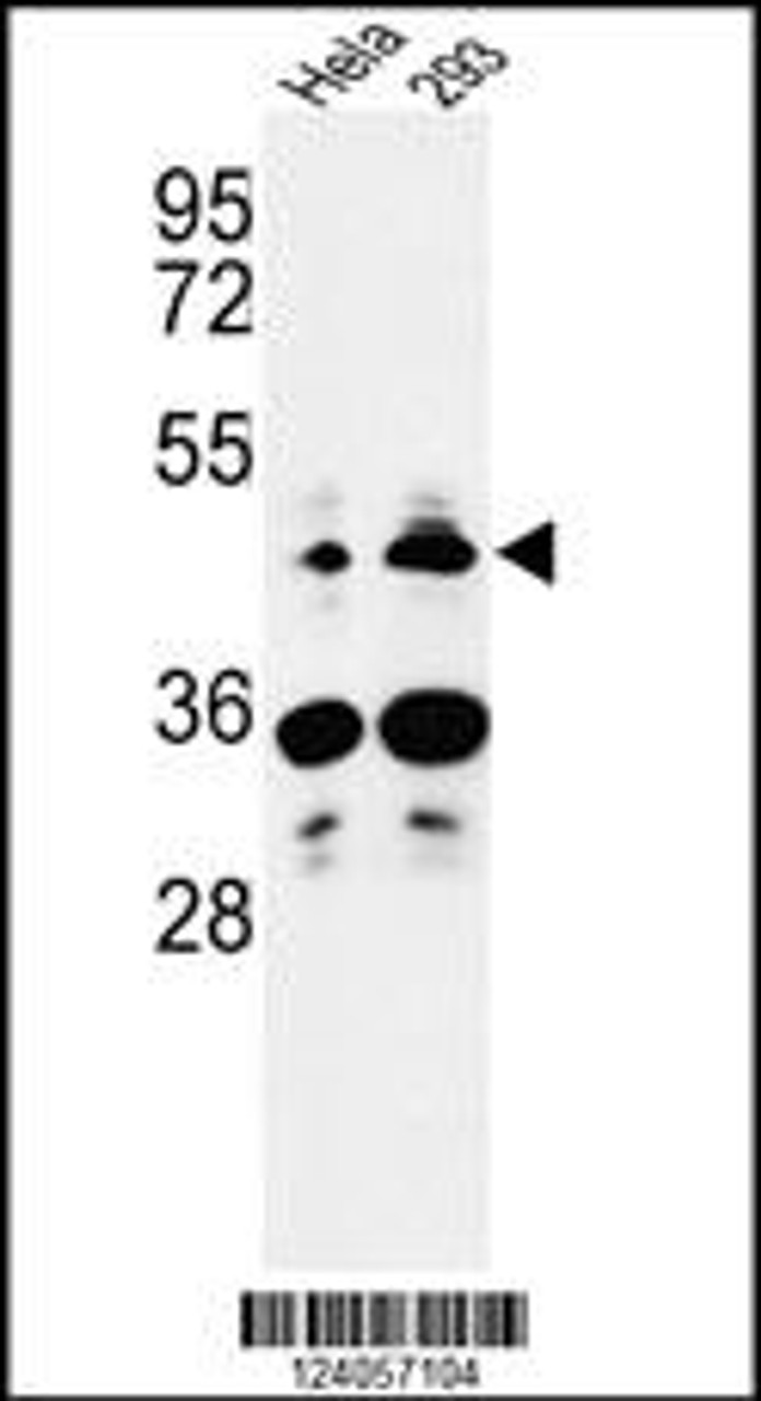 Western blot analysis of HS3ST2 Antibody in Hela, 293 cell line lysates (35ug/lane)