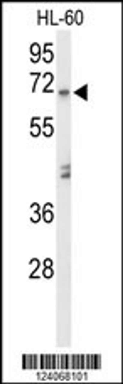 Western blot analysis of AMY1A Antibody in HL-60 cell line lysates (35ug/lane)