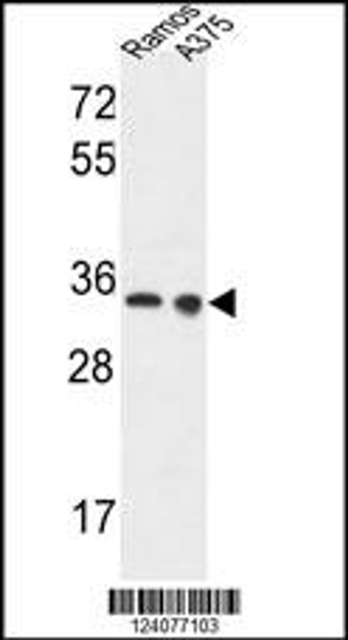 Western blot analysis in Ramos, A375 cell line lysates (35ug/lane) .