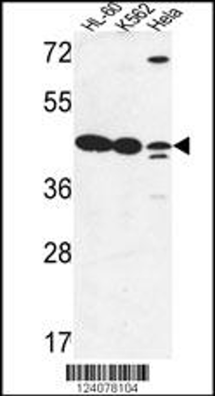 Western blot analysis in HL-60, K562, Hela cell line lysates (35ug/lane) .