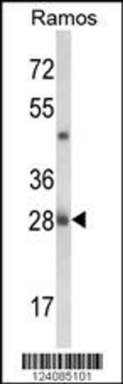 Western blot analysis of NUCKS1 Antibody in Ramos cell line lysates (35ug/lane)