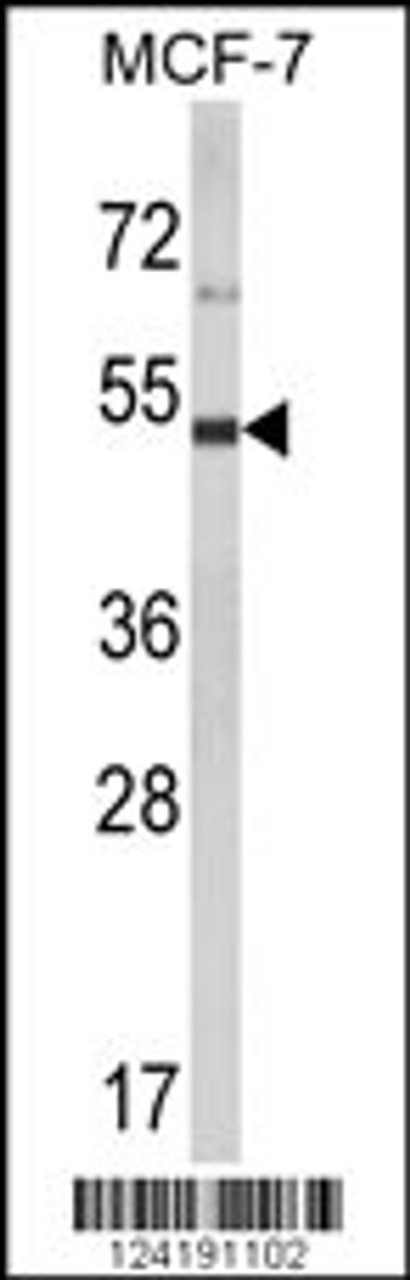 Western blot analysis of LUC7L2 Antibody in MCF-7 cell line lysates (35ug/lane)