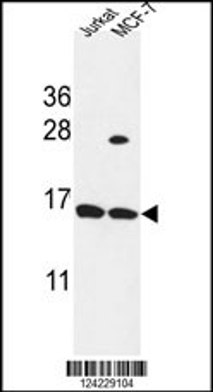 Western blot analysis in Jurkat, MCF-7 cell line lysates (35ug/lane) .