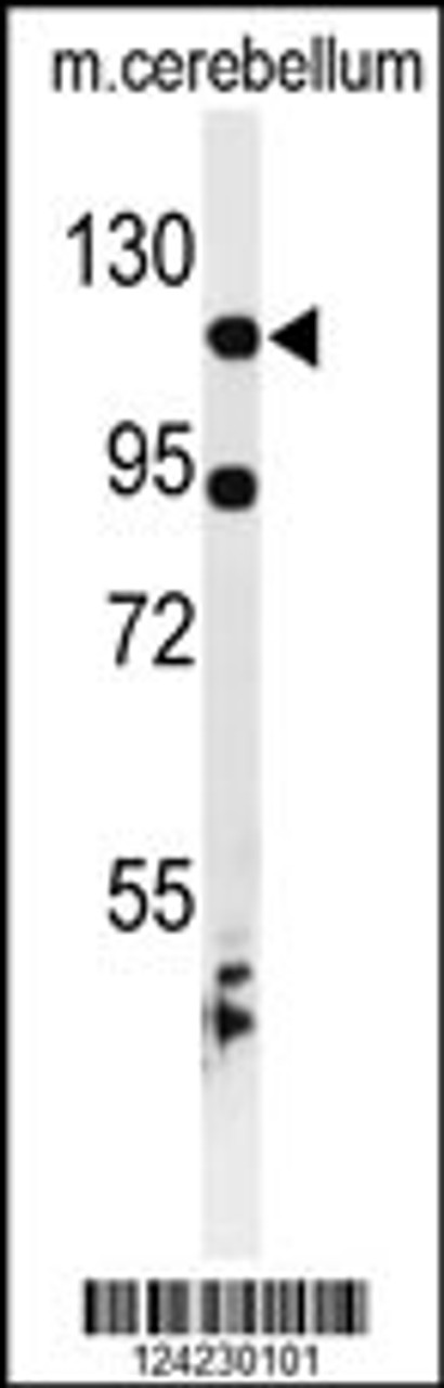 Western blot analysis of KIF6 Antibody in mouse cerebellum tissue lysates (35ug/lane)