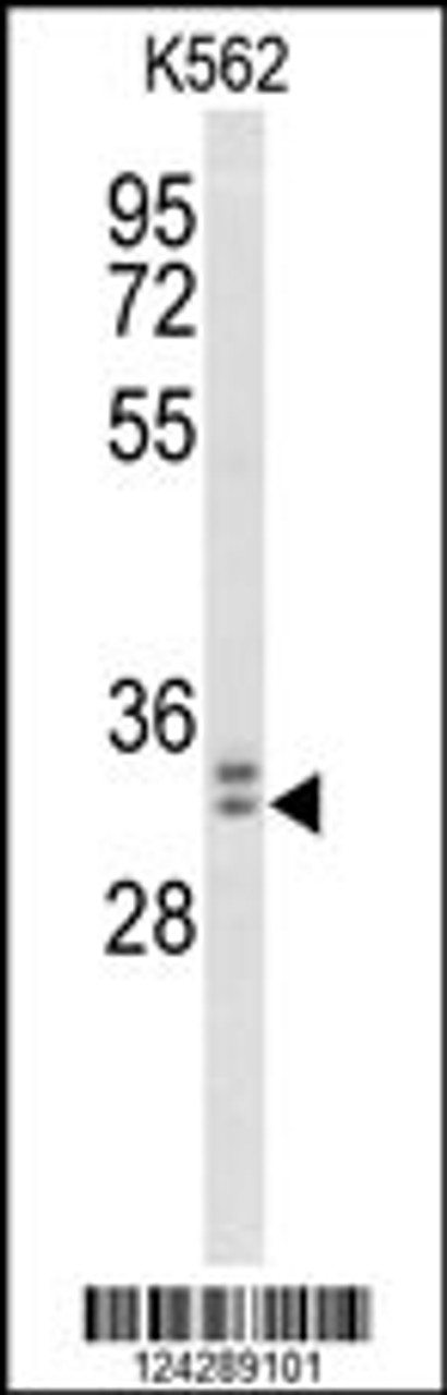 Western blot analysis of MORG1 Antibody in K562 cell line lysates (35ug/lane)