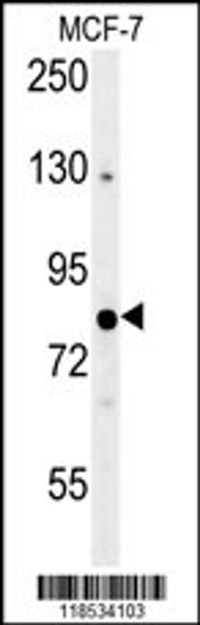 Western blot analysis in MCF-7 cell line lysates (35ug/lane) .