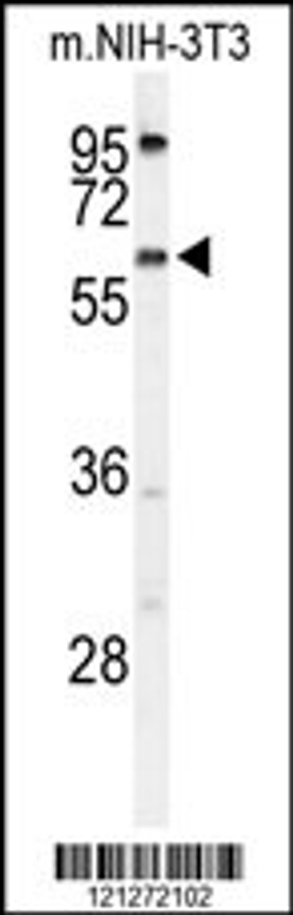 Western blot analysis of TMEM108 Antibody in NIH-3T3 cell line lysates (35ug/lane)