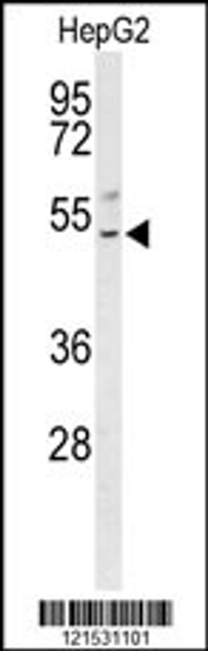 Western blot analysis of BLZF1 Antibody in HepG2 cell line lysates (35ug/lane)