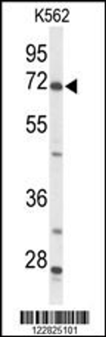 Western blot analysis of ACSS2 Antibody in K562 cell line lysates (35ug/lane)