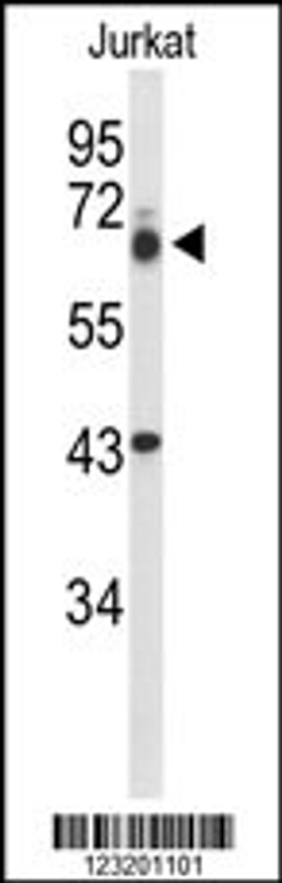 Western blot analysis of TLE1 Antibody in Jurkat cell line lysates (35ug/lane)