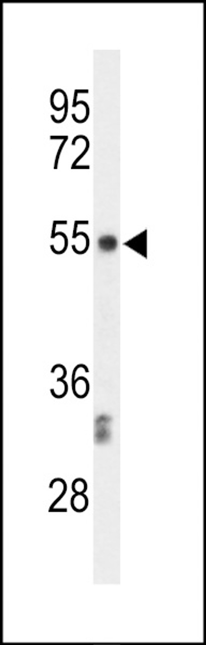 Western blot analysis of CENPI Antibody in CEM cell line lysates (35ug/lane)