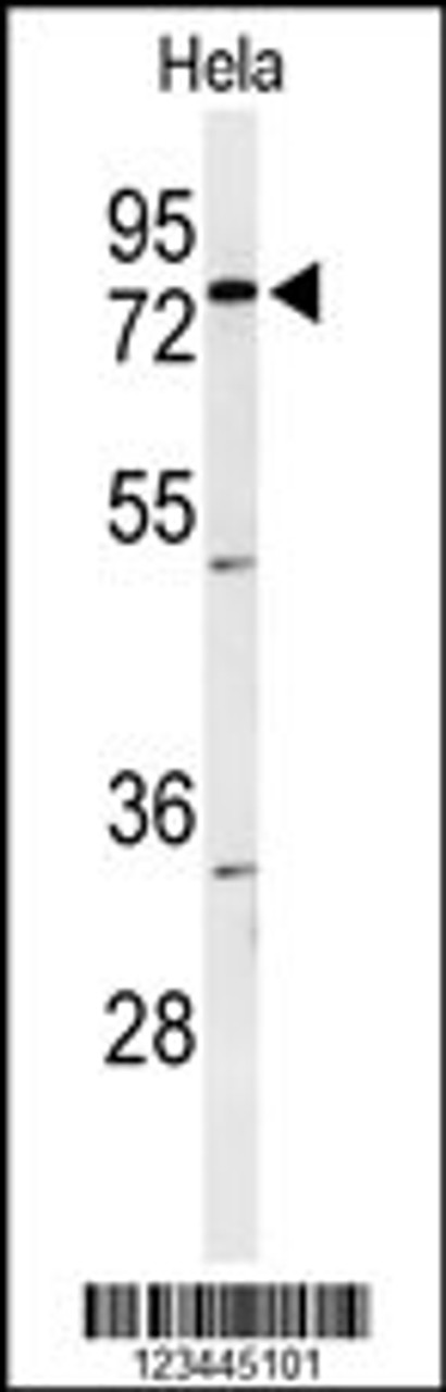 Western blot analysis of CLPTM1 Antibody in Hela cell line lysates (35ug/lane)
