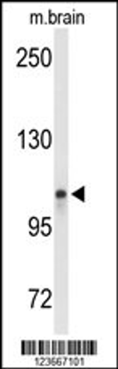 Western blot analysis of LONP2 Antibody in mouse brain tissue lysates (35ug/lane)