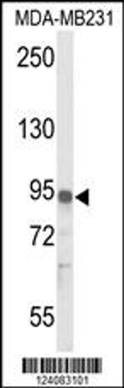 Western blot analysis of IL17RD Antibody in MDA-MB231 cell line lysates (35ug/lane)