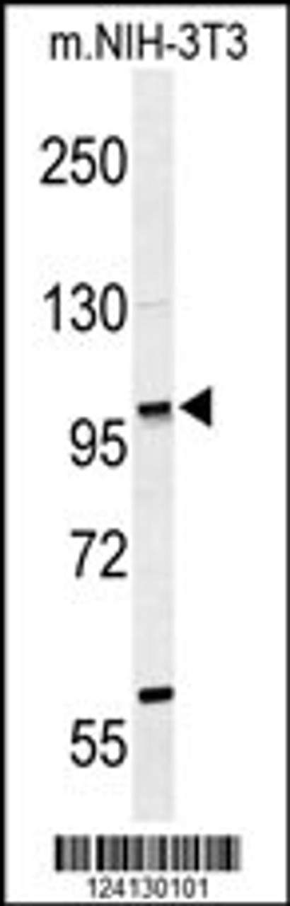 Western blot analysis of ZNF451 Antibody in mouse NIH-3T3 cell line lysates (35ug/lane)