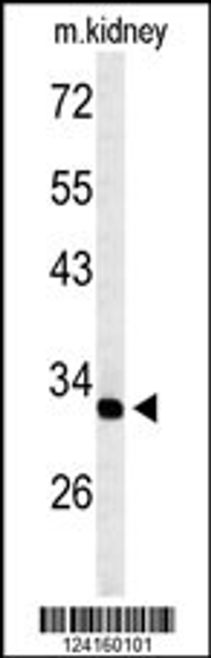 Western blot analysis of TMUB2 Antibody in mouse kidney tissue lysates (35ug/lane)