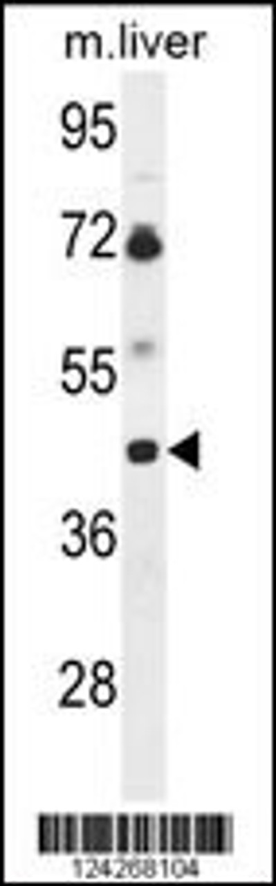 Western blot analysis of B3GNT5 Antibody in mouse liver tissue lysates (35ug/lane)