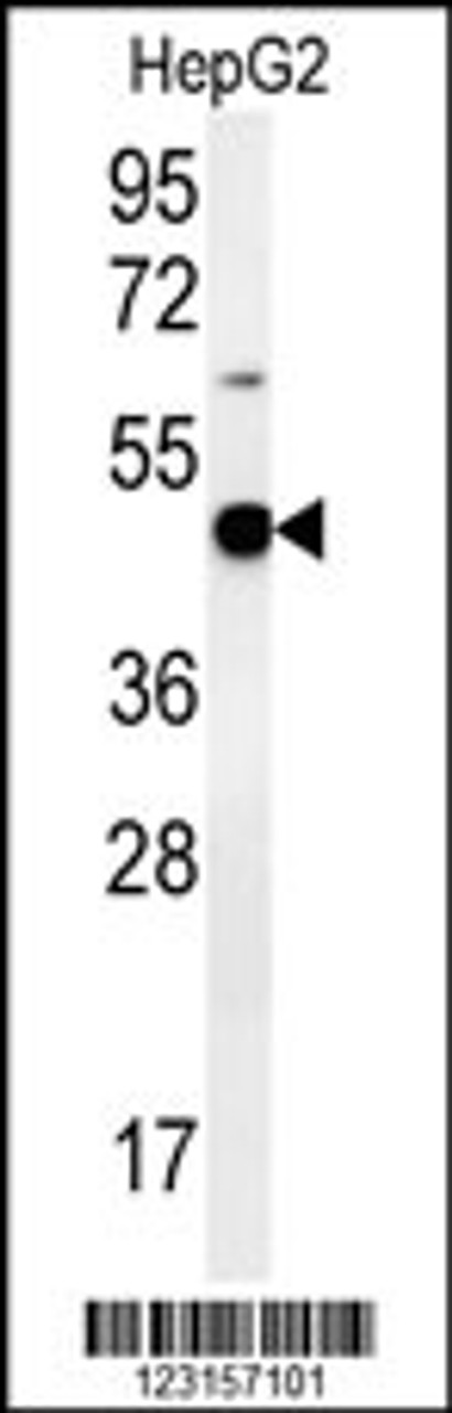 Western blot analysis in HepG2 cell line lysates (35ug/lane) .