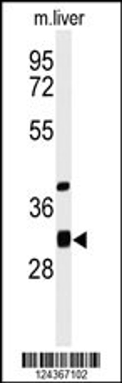 Western blot analysis of ECHDC1 Antibody in mouse liver tissue lysates (35ug/lane)