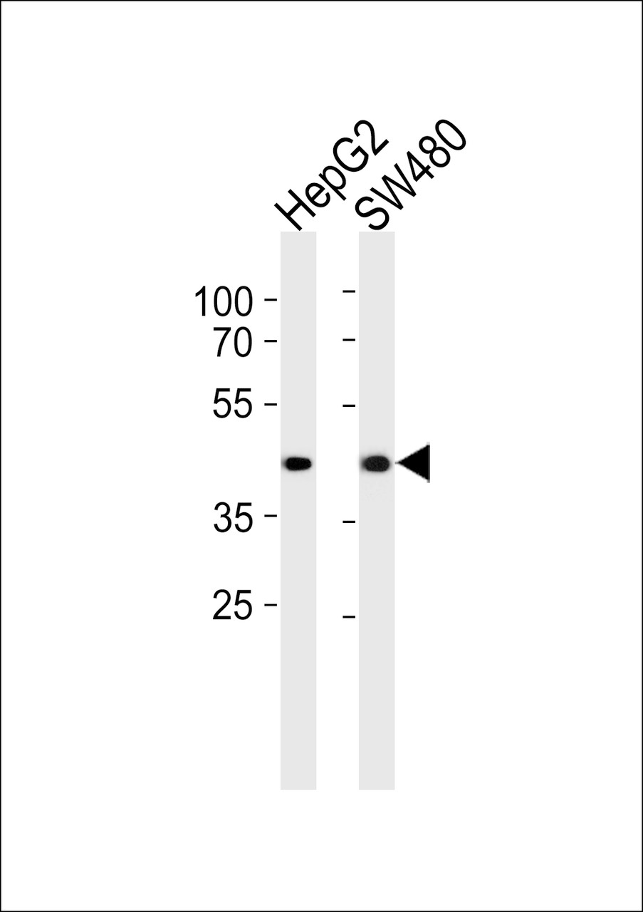 Western blot analysis of lysates from HepG2, SW480 cell line (from left to right) , using ADH7 Antibody at 1:1000 at each lane.