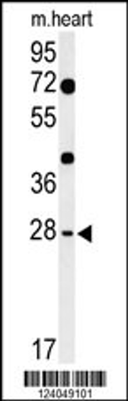 Western blot analysis of HES7 Antibody in mouse heart tissue lysates (35ug/lane)