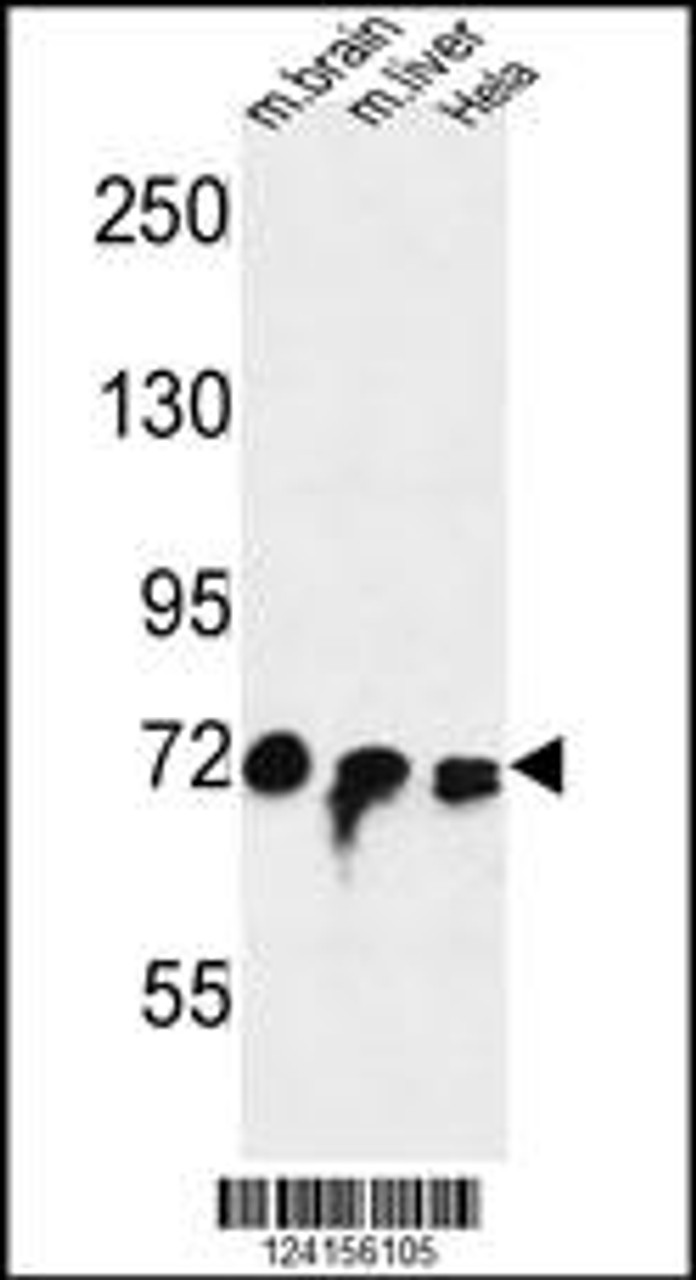 Western blot analysis in mouse brain, liver tissue and Hela cell line lysates (35ug/lane) .