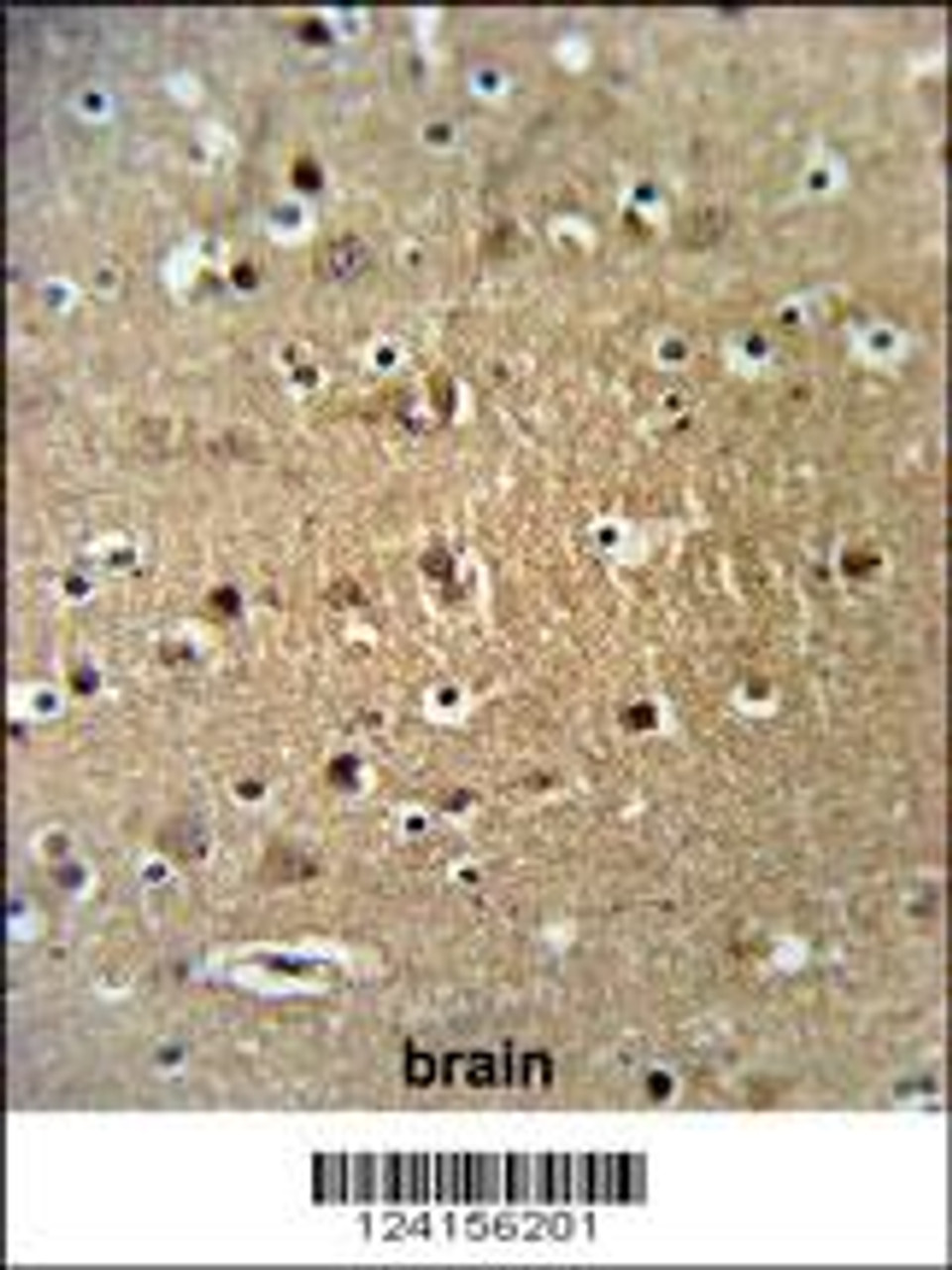 FAM40A Antibody IHC analysis in formalin fixed and paraffin embedded brain tissue followed by peroxidase conjugation of the secondary antibody and DAB staining.