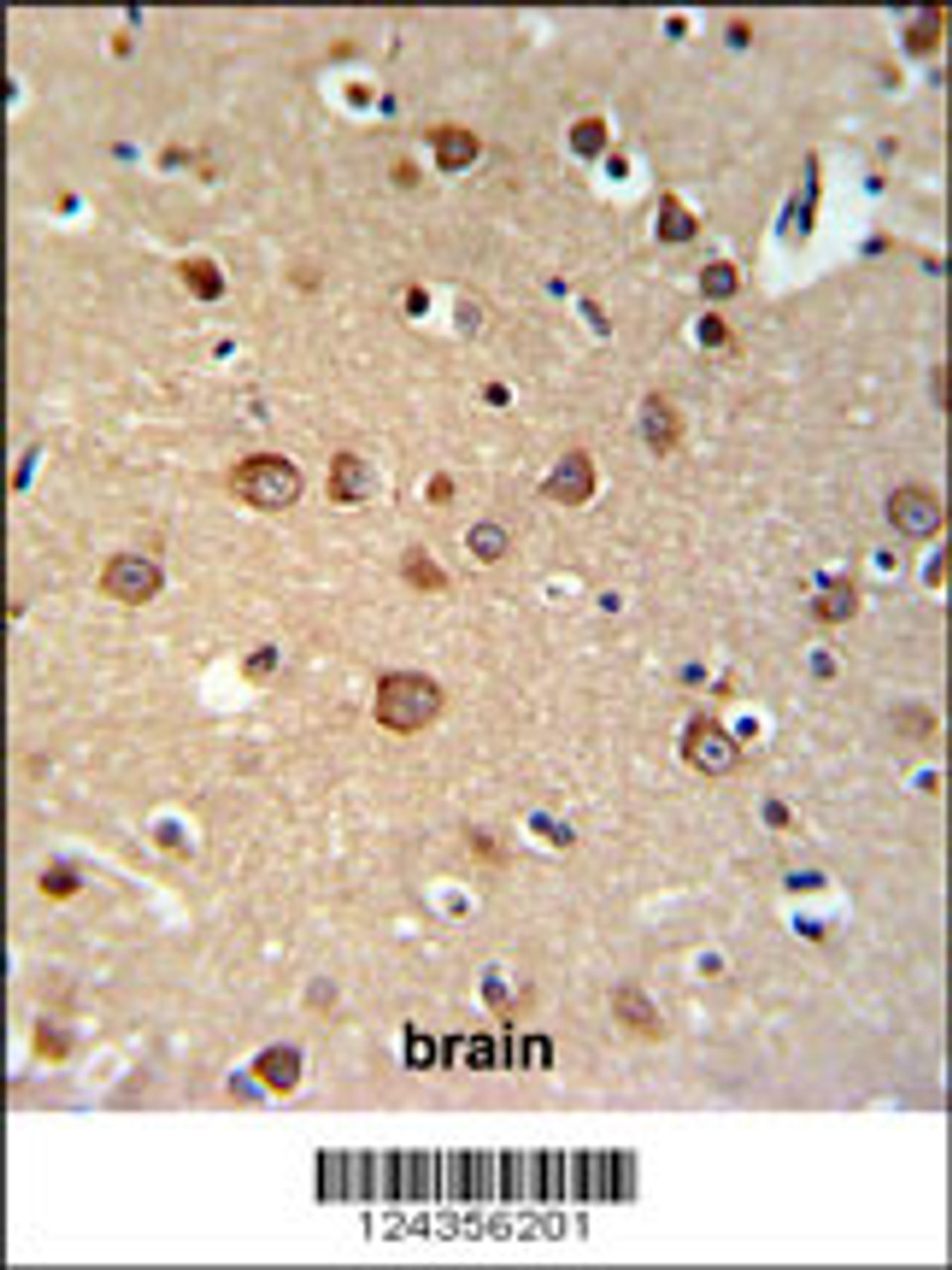 PDE6C Antibody IHC analysis in formalin fixed and paraffin embedded brain tissue followed by peroxidase conjugation of the secondary antibody and DAB staining.