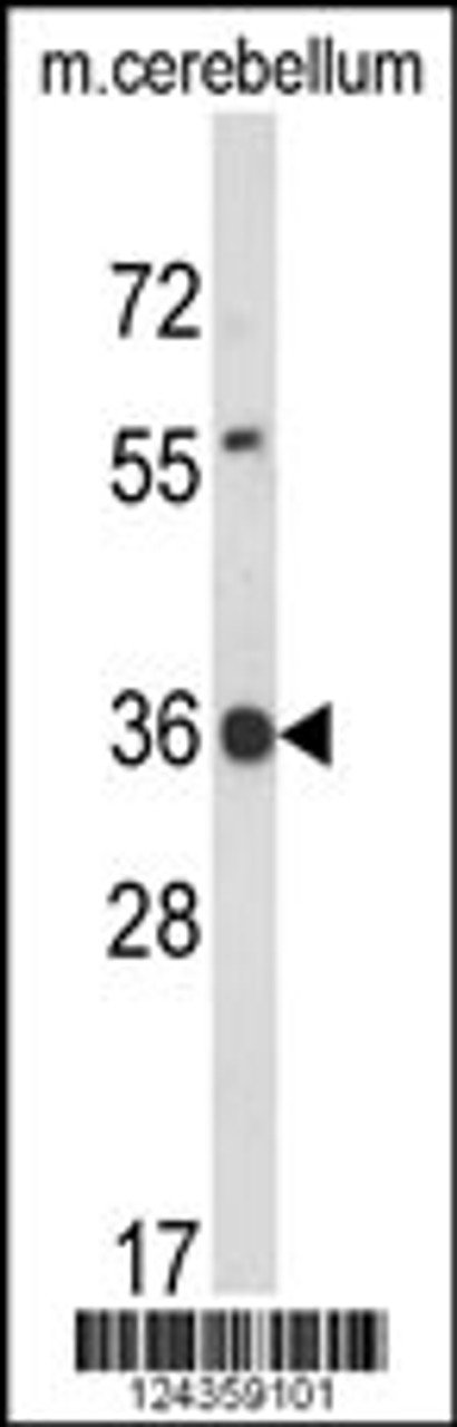 Western blot analysis of CLDND1 Antibody in mouse cerebellum tissue lysates (35ug/lane)