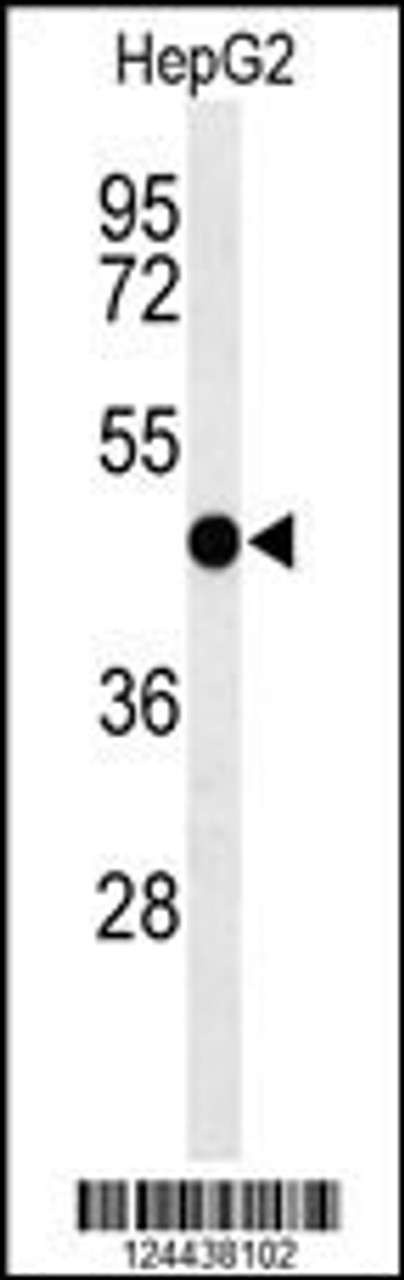 Western blot analysis of SGMS2 Antibody in HepG2 cell line lysates (35ug/lane)