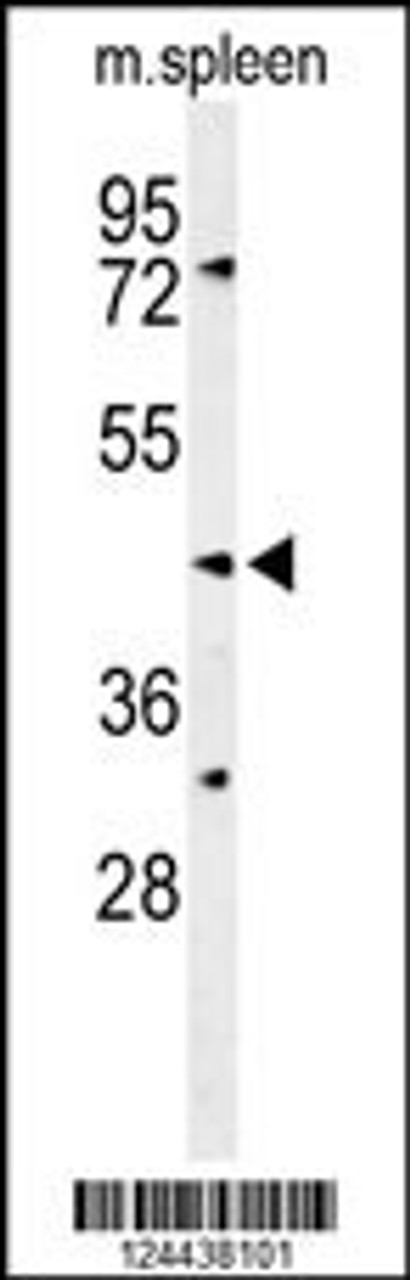 Western blot analysis of SGMS2 Antibody in mouse spleen tissue lysates (35ug/lane)