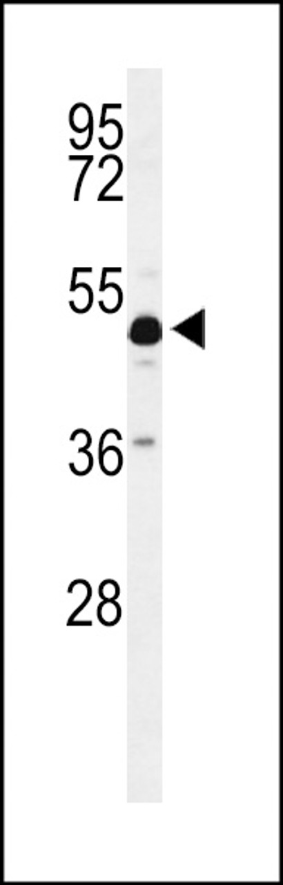 Western blot analysis of ANKH Antibody in mouse cerebellum tissue lysates (35ug/lane)
