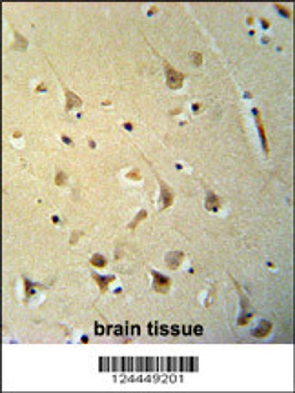 P2R3C Antibody immunohistochemistry analysis in formalin fixed and paraffin embedded human brain tissue followed by peroxidase conjugation of the secondary antibody and DAB staining.