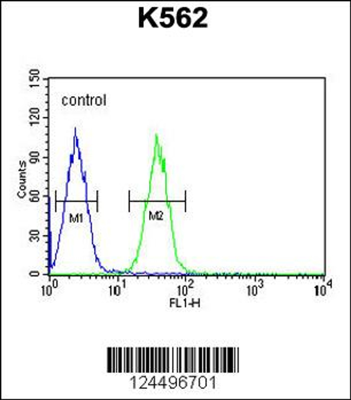 Flow cytometric analysis of K562 cells (right histogram) compared to a negative control cell (left histogram) .FITC-conjugated goat-anti-rabbit secondary antibodies were used for the analysis.