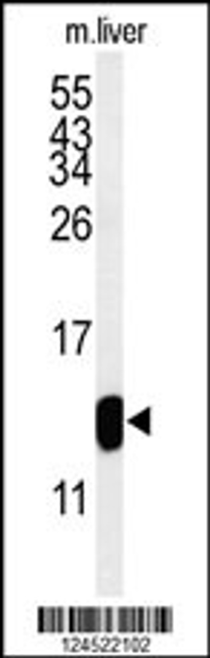 Western blot analysis of TMIE Antibody in mouse liver tissue lysates (35ug/lane)