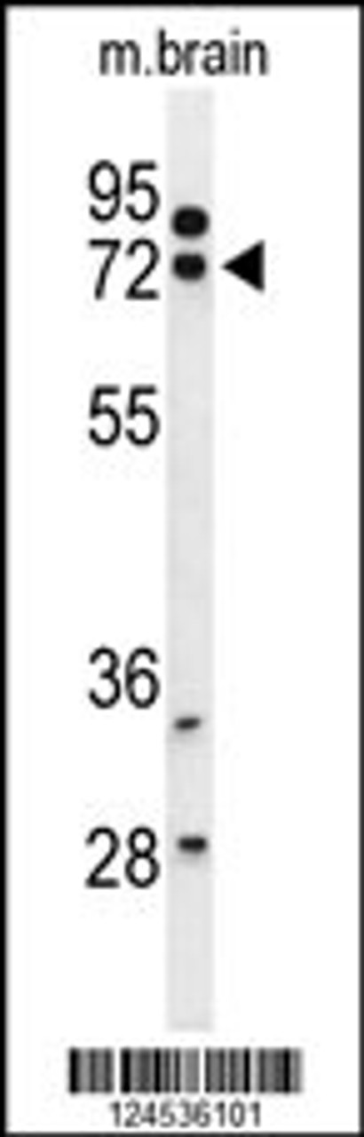 Western blot analysis of HSPA12A Antibody in mouse brain tissue lysates (35ug/lane)