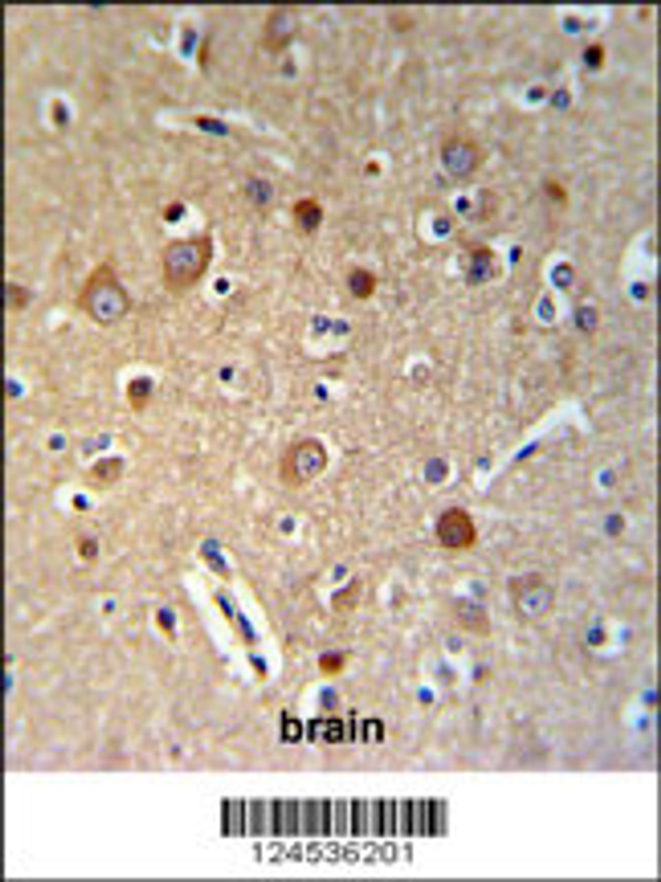 HSPA12A Antibody IHC analysis in formalin fixed and paraffin embedded brain tissue followed by peroxidase conjugation of the secondary antibody and DAB staining.