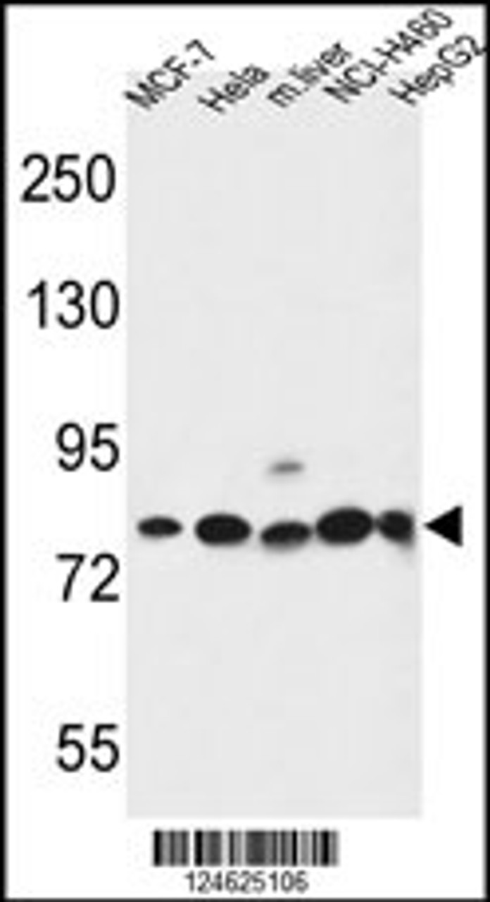 Western blot analysis in MCF-7, Hela, NCI-H460, HepG2 cell line and mouse liver tissue lysates (35ug/lane) .