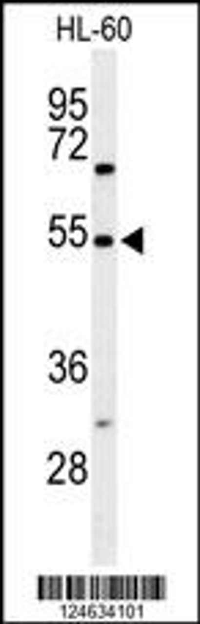 Western blot analysis of GRPR Antibody in HL-60 cell line lysates (35ug/lane)