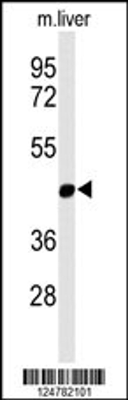 Western blot analysis of MMAA Antibody in mouse liver tissue lysates (35ug/lane)