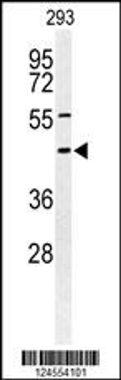 Western blot analysis of STX1A Antibody in 293 cell line lysates (35ug/lane)