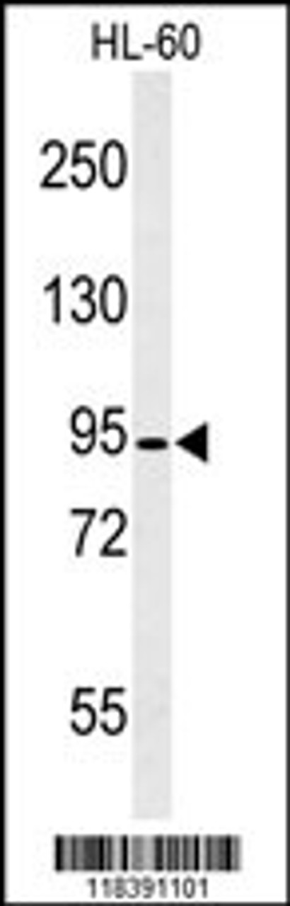 Western blot analysis of CAPN3 Antibody in HL-60 cell line lysates (35ug/lane)