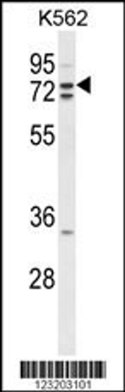Western blot analysis of ZRANB1 Antibody in K562 cell line lysates (35ug/lane)