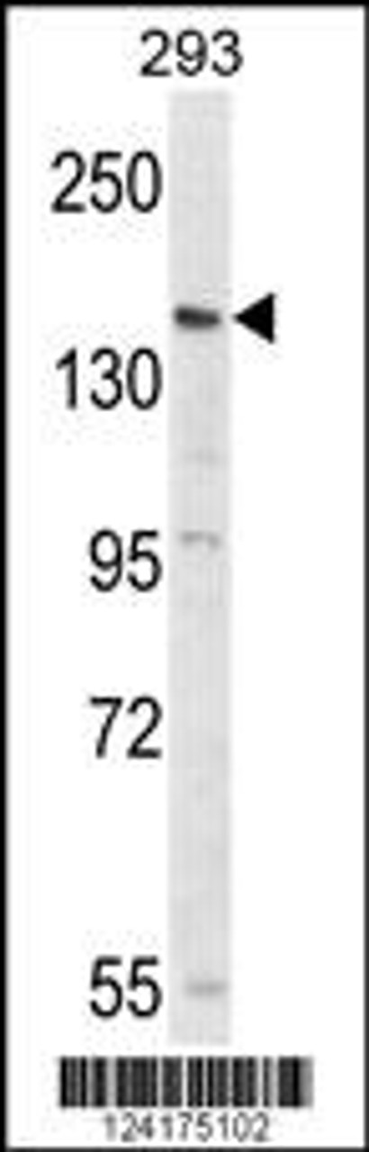 Western blot analysis of PCDH17 Antibody in 293 cell line lysates (35ug/lane)