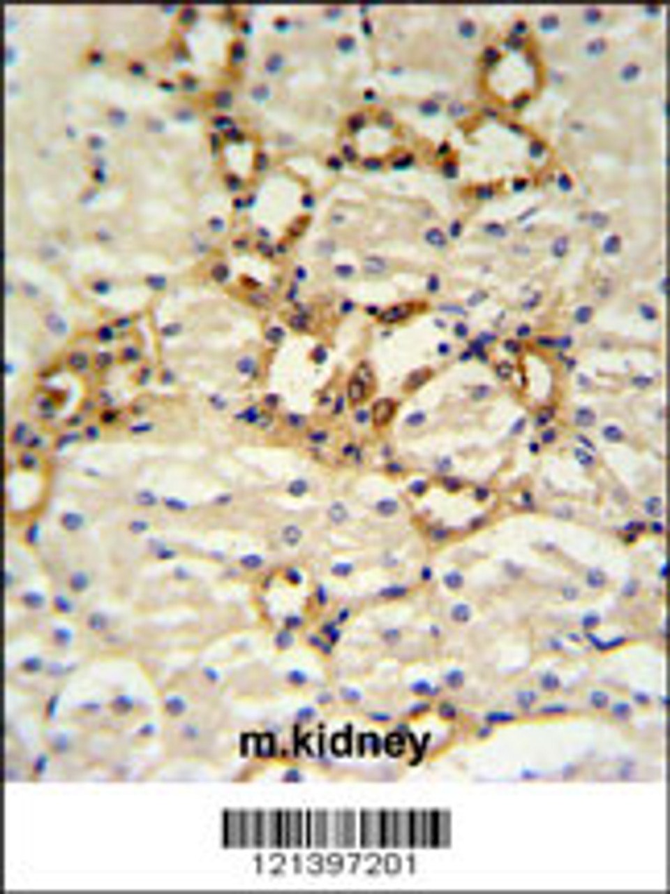 BSND Antibody IHC analysis in formalin fixed and paraffin embedded mouse kidney tissue followed by peroxidase conjugation of the secondary antibody and DAB staining.