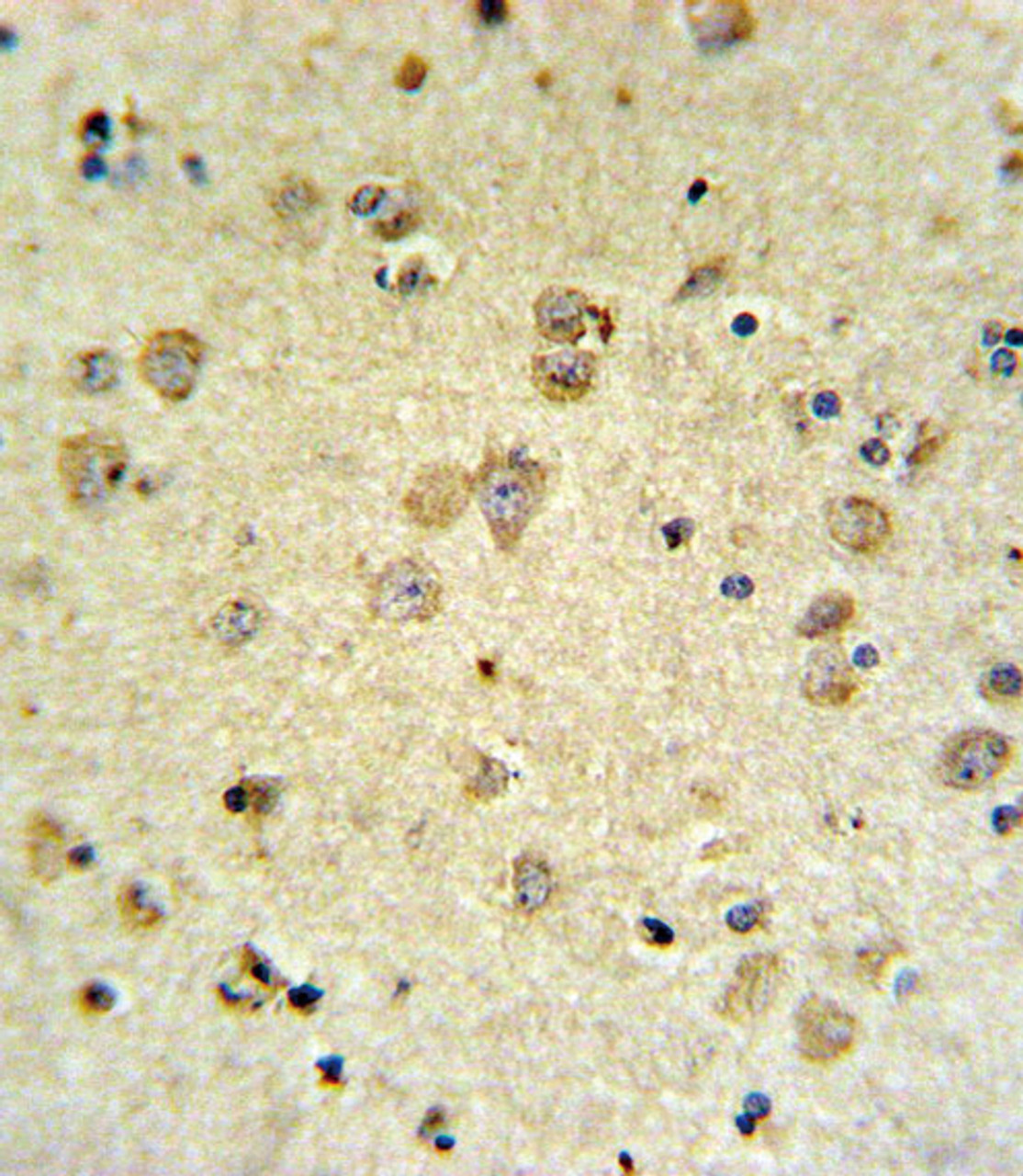 MAP4K3 Antibody IHC analysis in formalin fixed and paraffin embedded brain tissue followed by peroxidase conjugation of the secondary antibody and DAB staining.