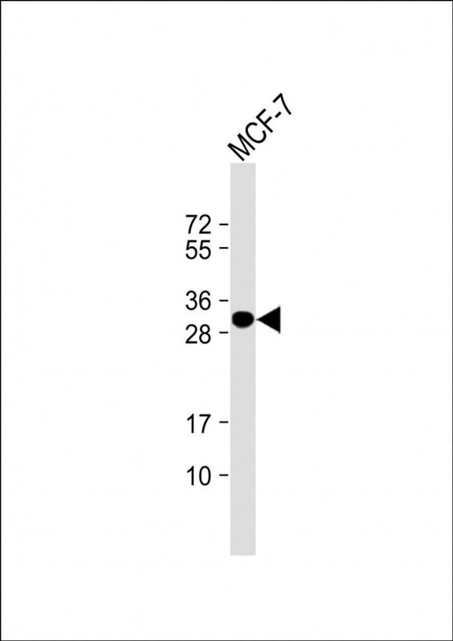 Western Blot at 1:1000 dilution + MCF-7 whole cell lysate Lysates/proteins at 20 ug per lane.